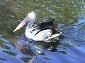 Australian Pellican (Pelecanus conspicillatus), River Torrens P1030570